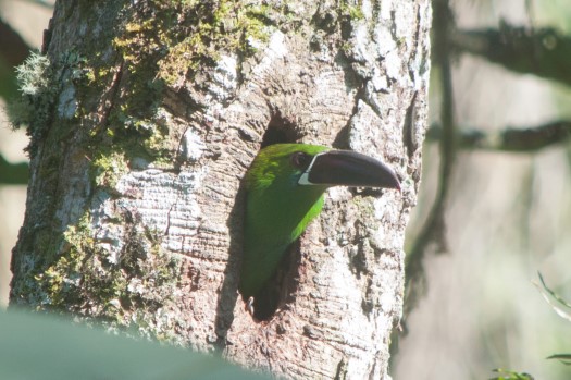 Crimson-rumped Toucanet at Maquipucuna